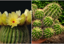 Attention, plant lovers! The Cactus Festival returns to San Luis Potosí!